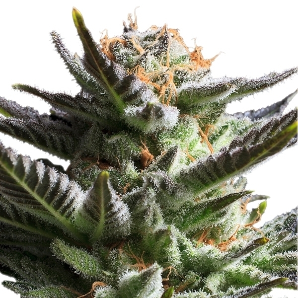 Royal Queen Seeds - Fruit Spirit (fem.) Royal Queen Seeds - Fruit Spirit (fem.)