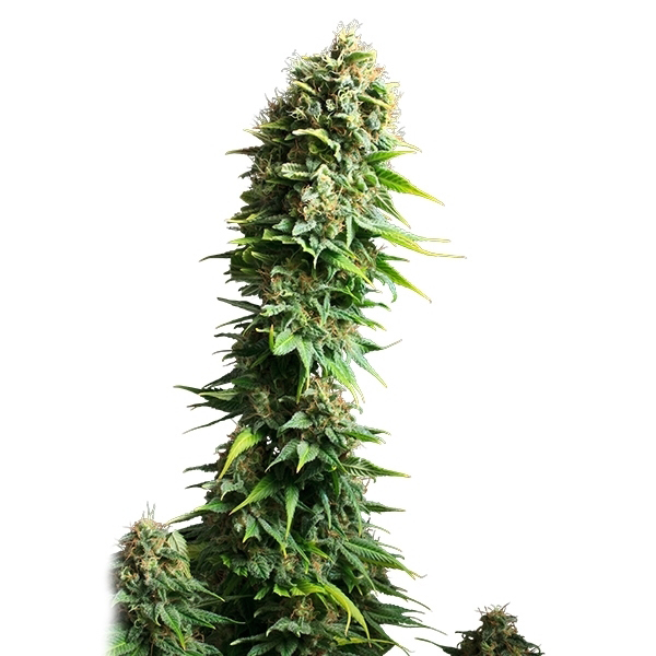 Royal Queen Seeds - Fruit Spirit (fem.) Royal Queen Seeds - Fruit Spirit (fem.)