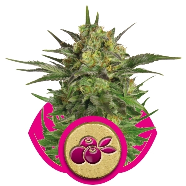 Royal Queen Seeds - Haze Berry (fem.)