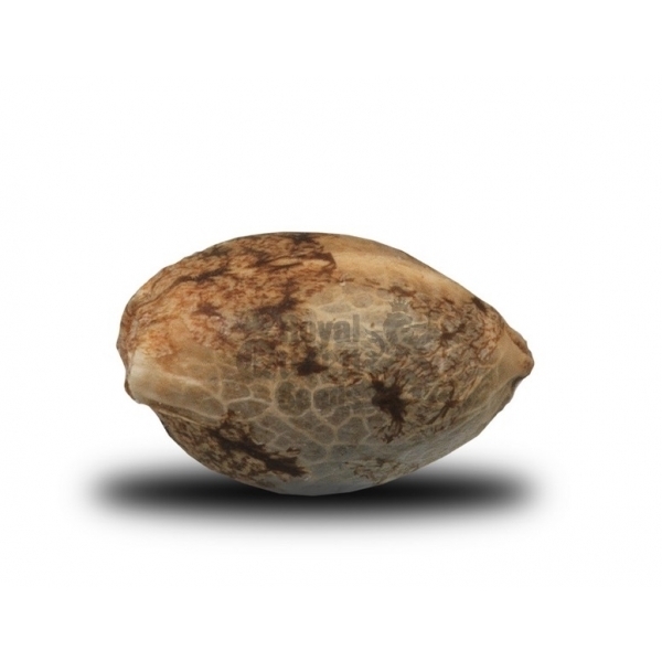Royal Queen Seeds - Ice (fem.)