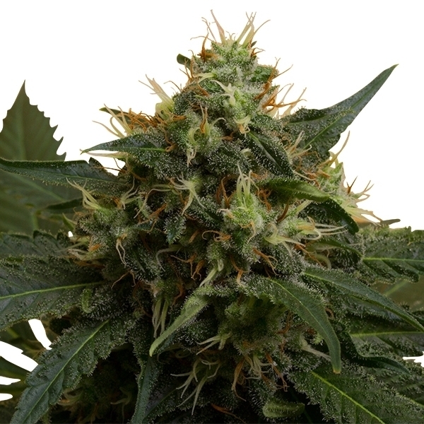 Royal Queen Seeds - Ice (fem.)