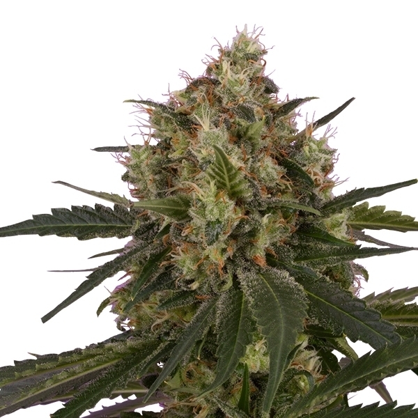 Royal Queen Seeds - Ice (fem.)
