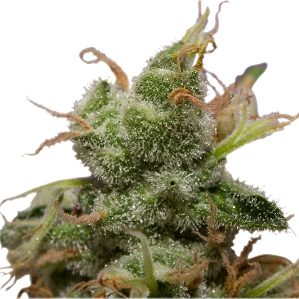 Royal Queen Seeds - Ice (fem.)