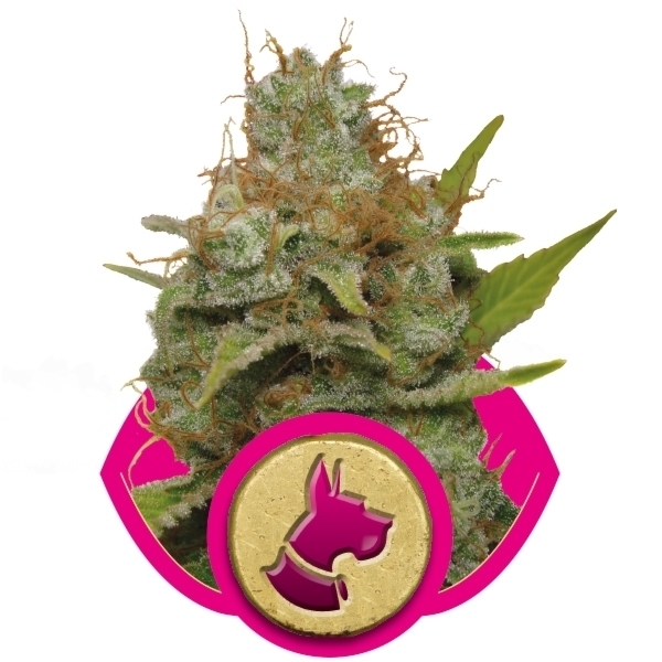 Royal Queen Seeds - Kali Dog (fem.)