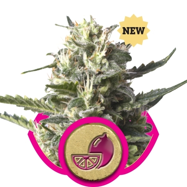 Royal Queen Seeds - Lemon Haze (fem.)