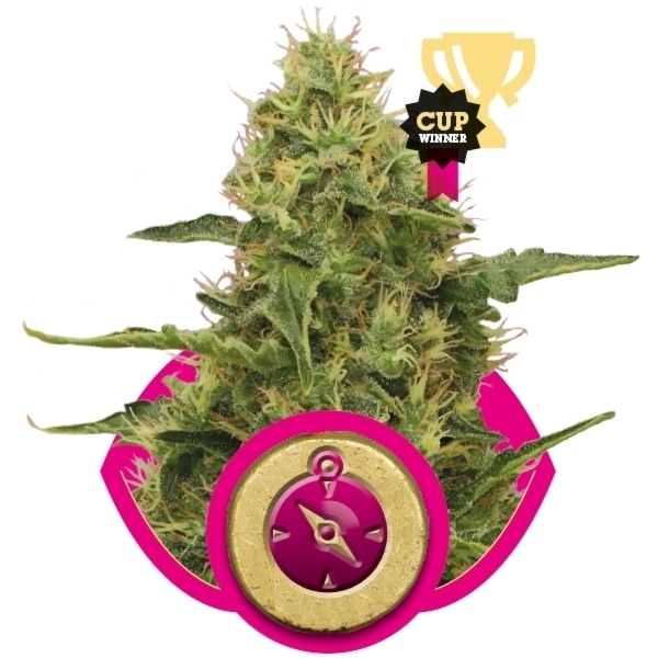 Royal Queen Seeds - Northern Light (fem.)