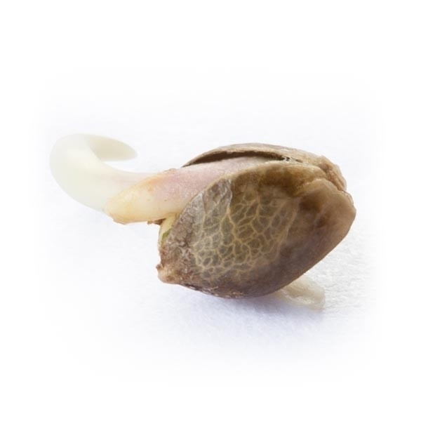Royal Queen Seeds - Northern Light (fem.)