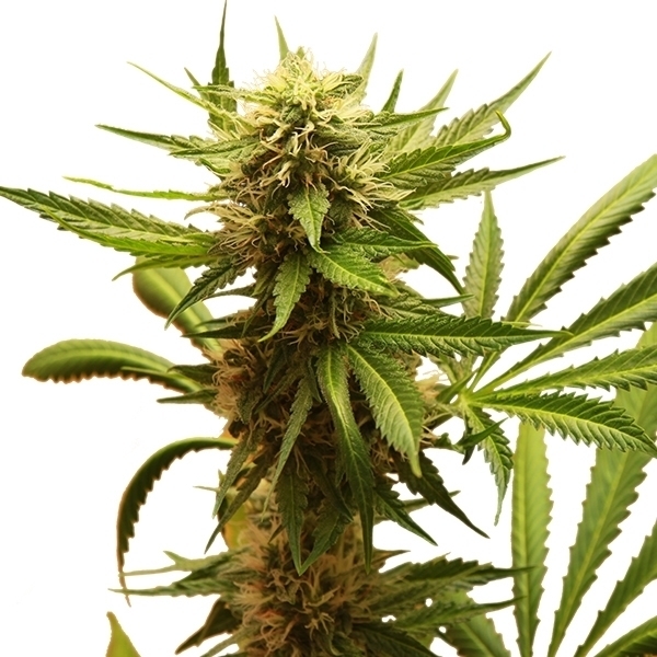 Royal Queen Seeds - Northern Light (fem.)