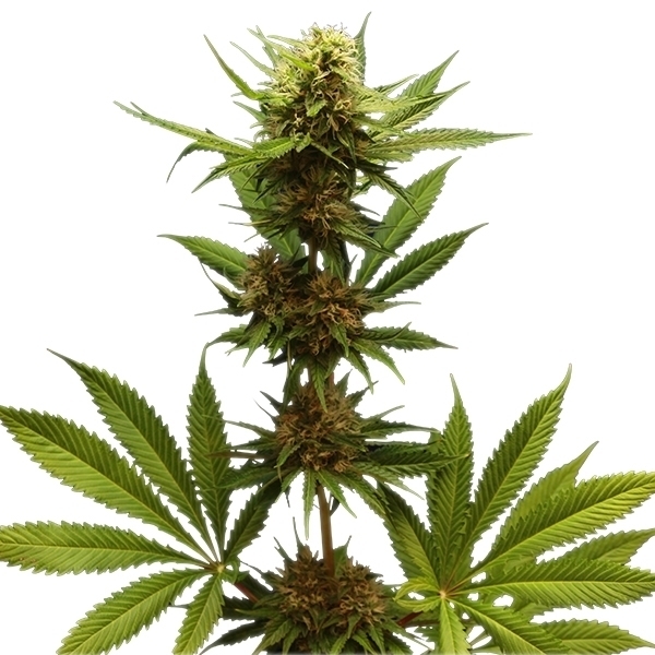 Royal Queen Seeds - Northern Light (fem.)