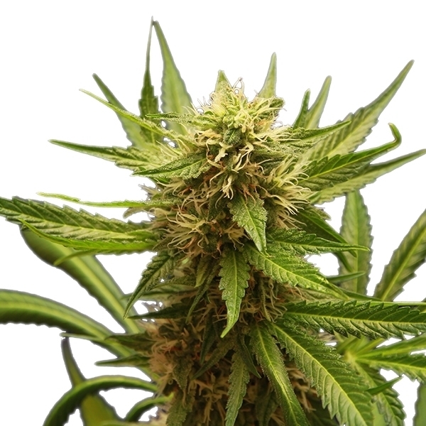 Royal Queen Seeds - Northern Light (fem.)