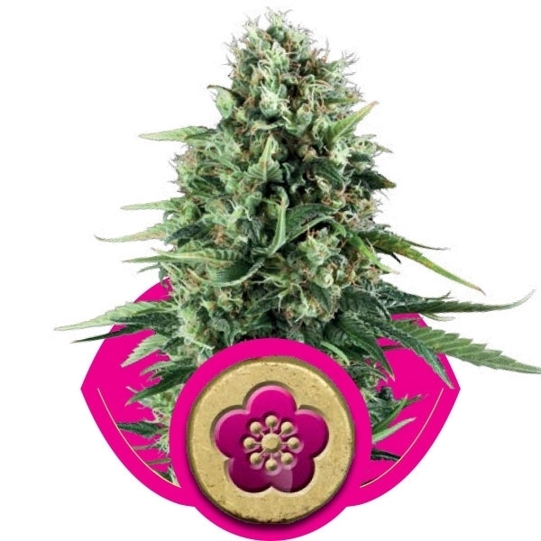 Royal Queen Seeds - Power Flower (fem.)