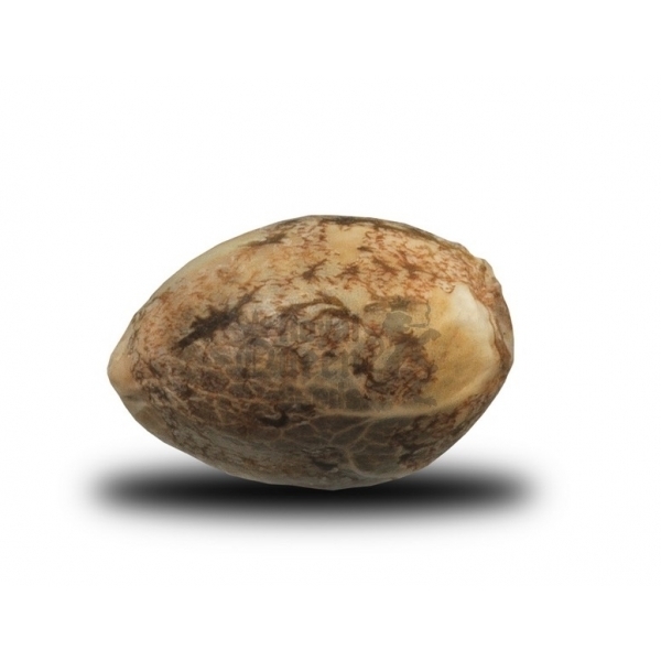 Royal Queen Seeds - Power Flower (fem.)