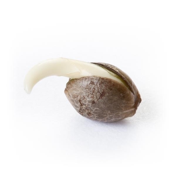 Royal Queen Seeds - Power Flower (fem.)