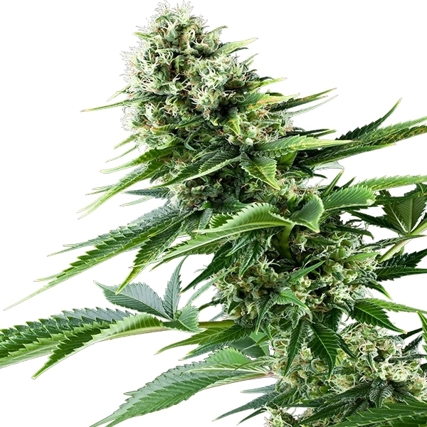Royal Queen Seeds - Power Flower (fem.)