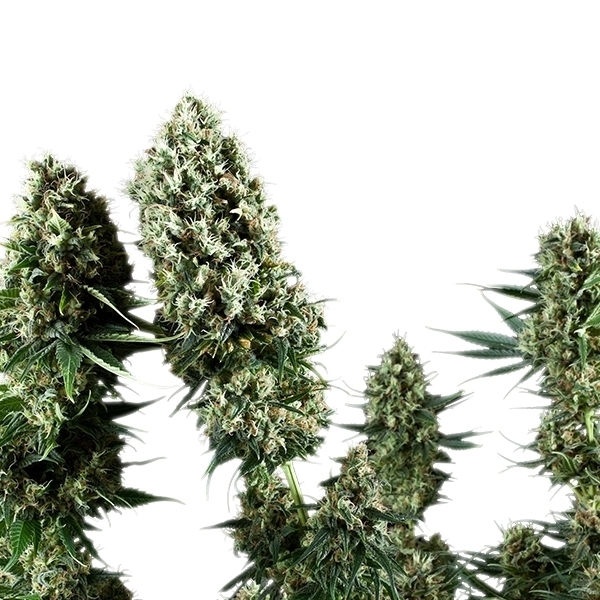 Royal Queen Seeds - Power Flower (fem.)
