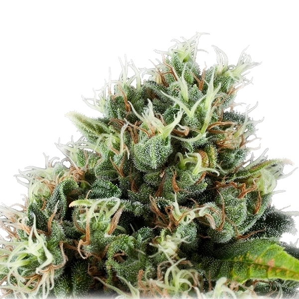 Royal Queen Seeds - Power Flower (fem.)