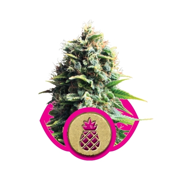 Royal Queen Seeds - Pineapple Kush (fem.)