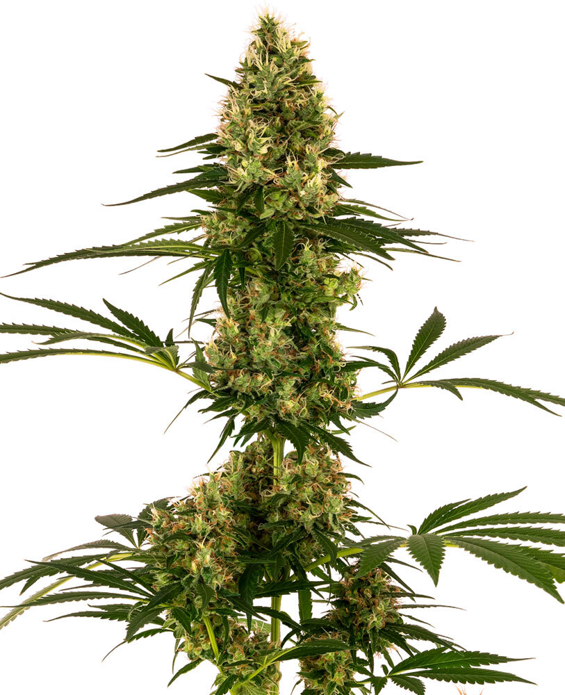 Sensi Seeds - Blue Bullet Automatic (auto/fem.)