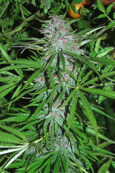 Cannabiogen Seeds - Panama (fem.)