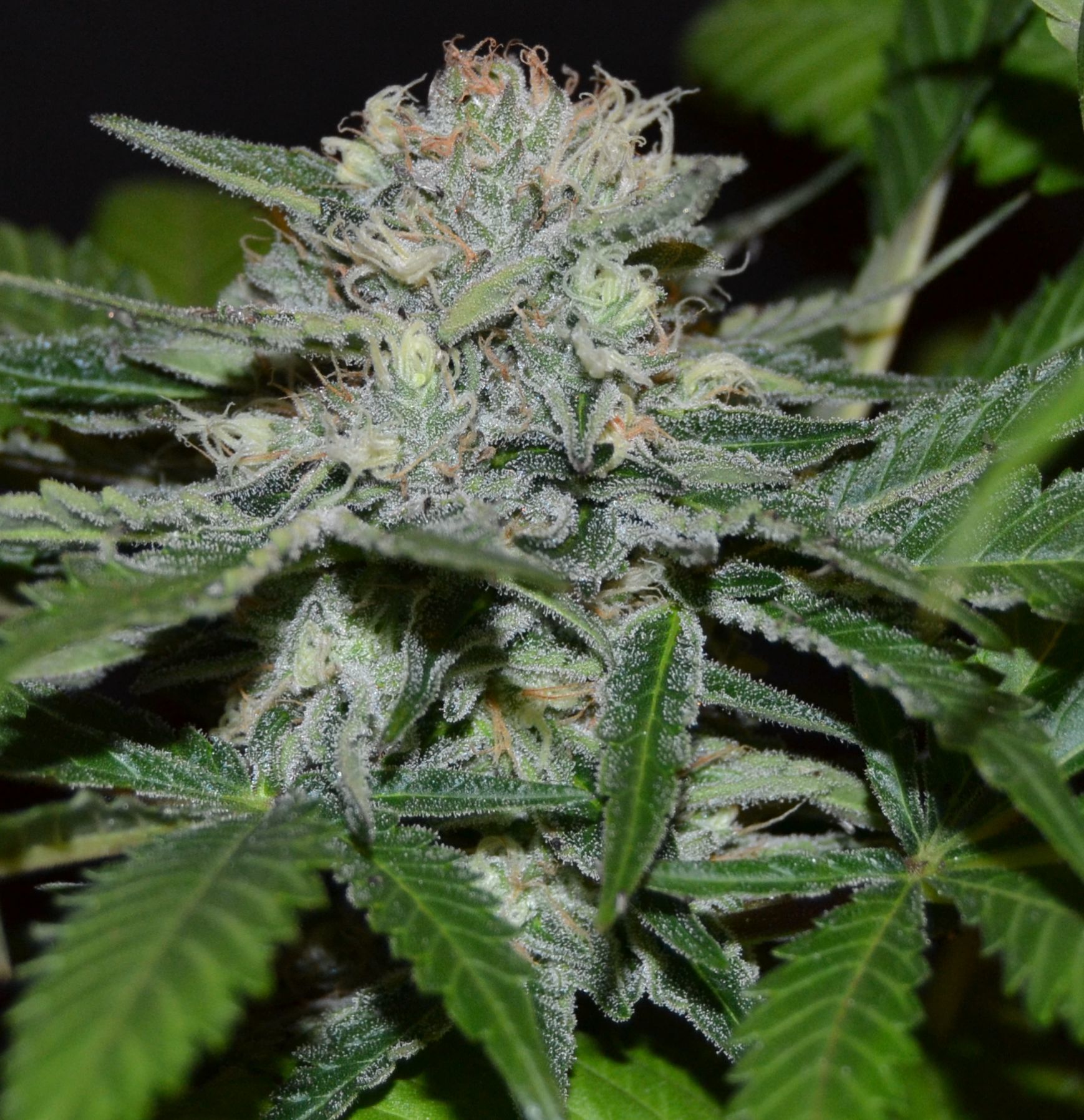 Cannabiogen Seeds - Hash Fruit (reg.)