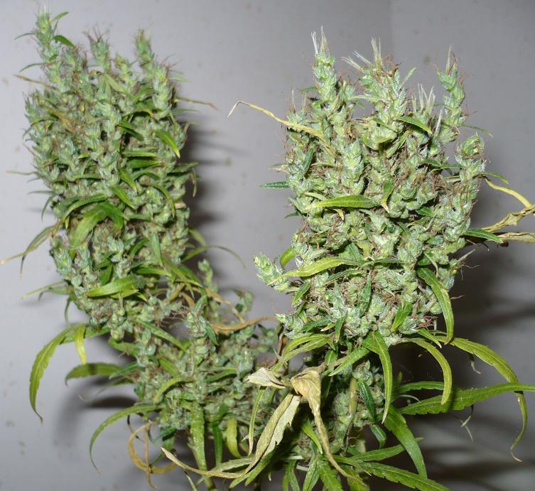Cannabiogen Seeds - Ghana (reg.)