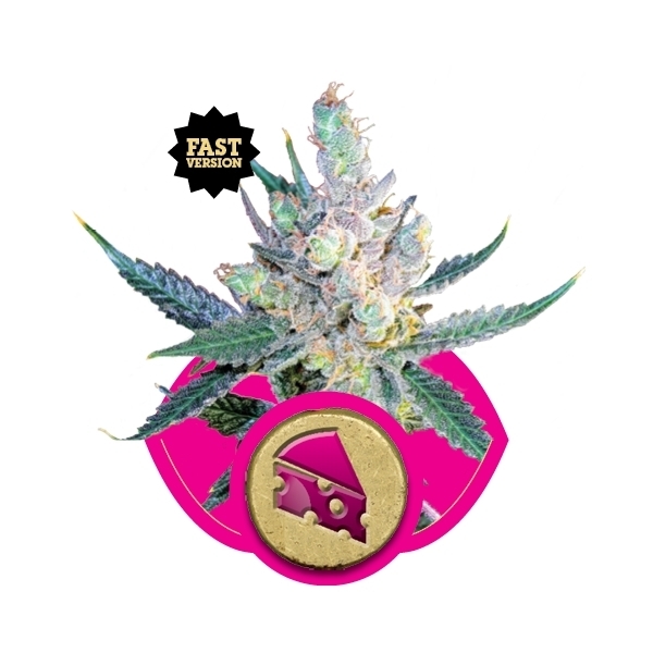 Royal Queen Seeds - Royal Cheese Fast Version (fem.) Royal Queen Seeds - Royal Cheese Fast Version (fem.)