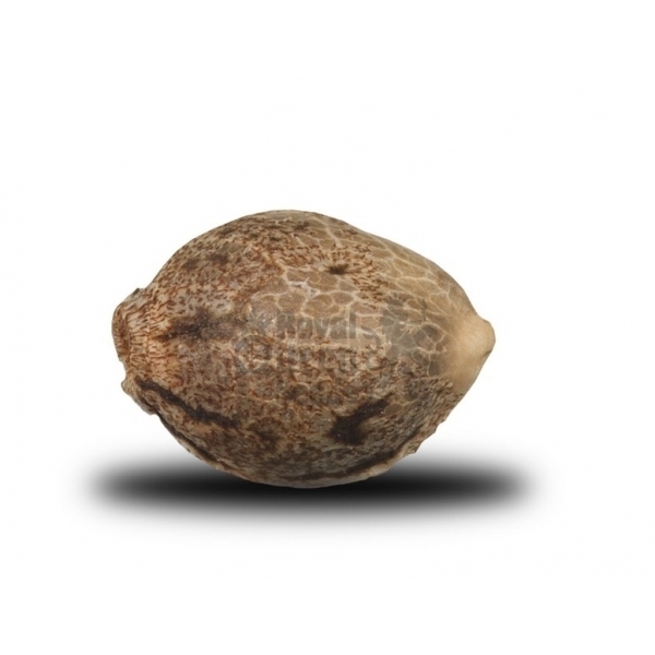 Royal Queen Seeds - Royal Cheese Fast Version (fem.) Royal Queen Seeds - Royal Cheese Fast Version (fem.)