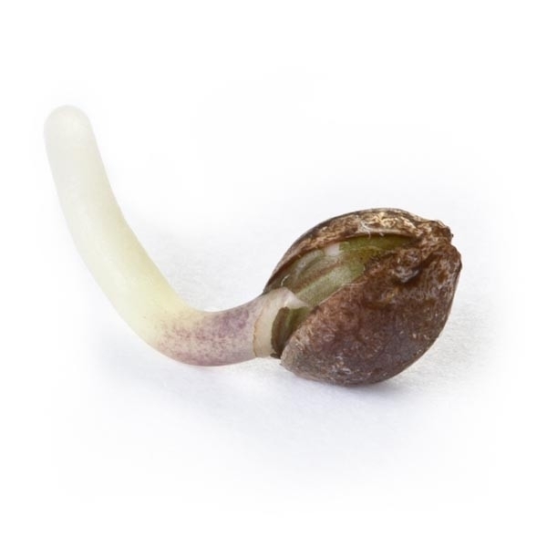 Royal Queen Seeds - Royal Cheese Fast Version (fem.) Royal Queen Seeds - Royal Cheese Fast Version (fem.)