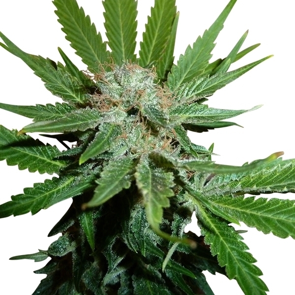 Royal Queen Seeds - Royal Cheese Fast Version (fem.) Royal Queen Seeds - Royal Cheese Fast Version (fem.)
