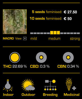 Green House Seeds - K-Train (fem.)