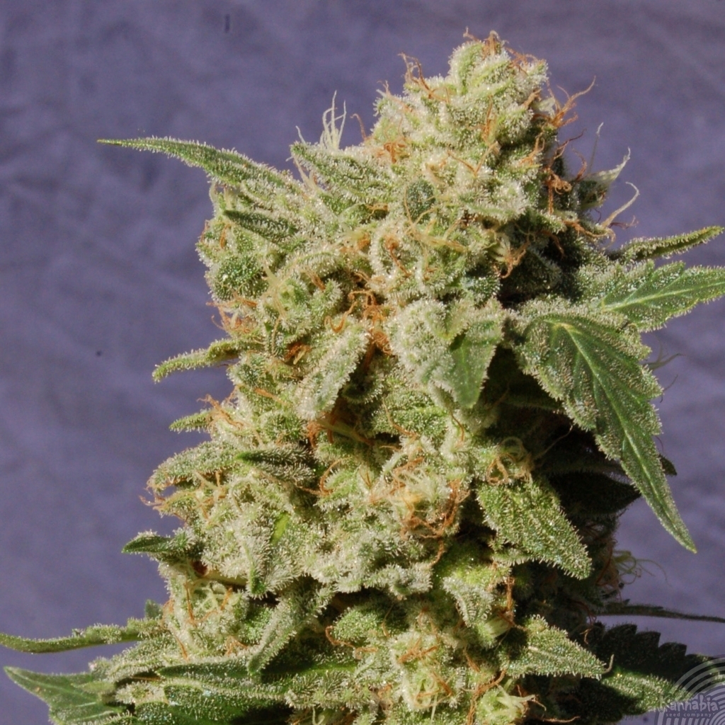 Kannabia Seeds - Diesel Glue aka BCN Diesel (fem.)
