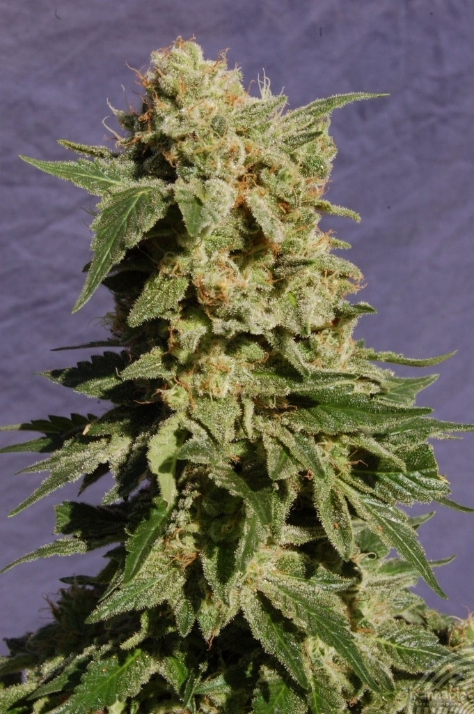 Kannabia Seeds - Diesel Glue aka BCN Diesel (fem.)