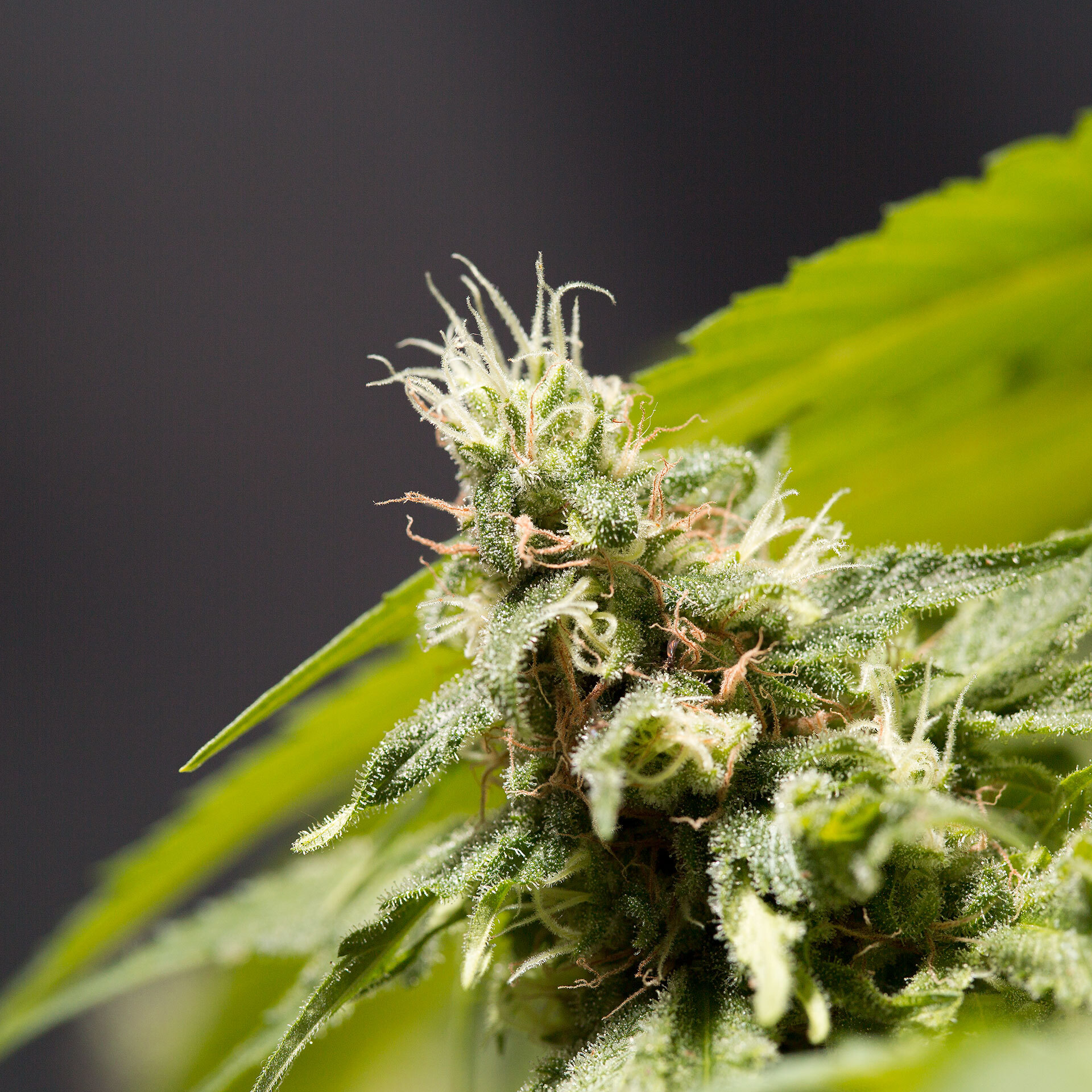 Kannabia Seeds - Big Bull aka Kannabia Special (fem.)