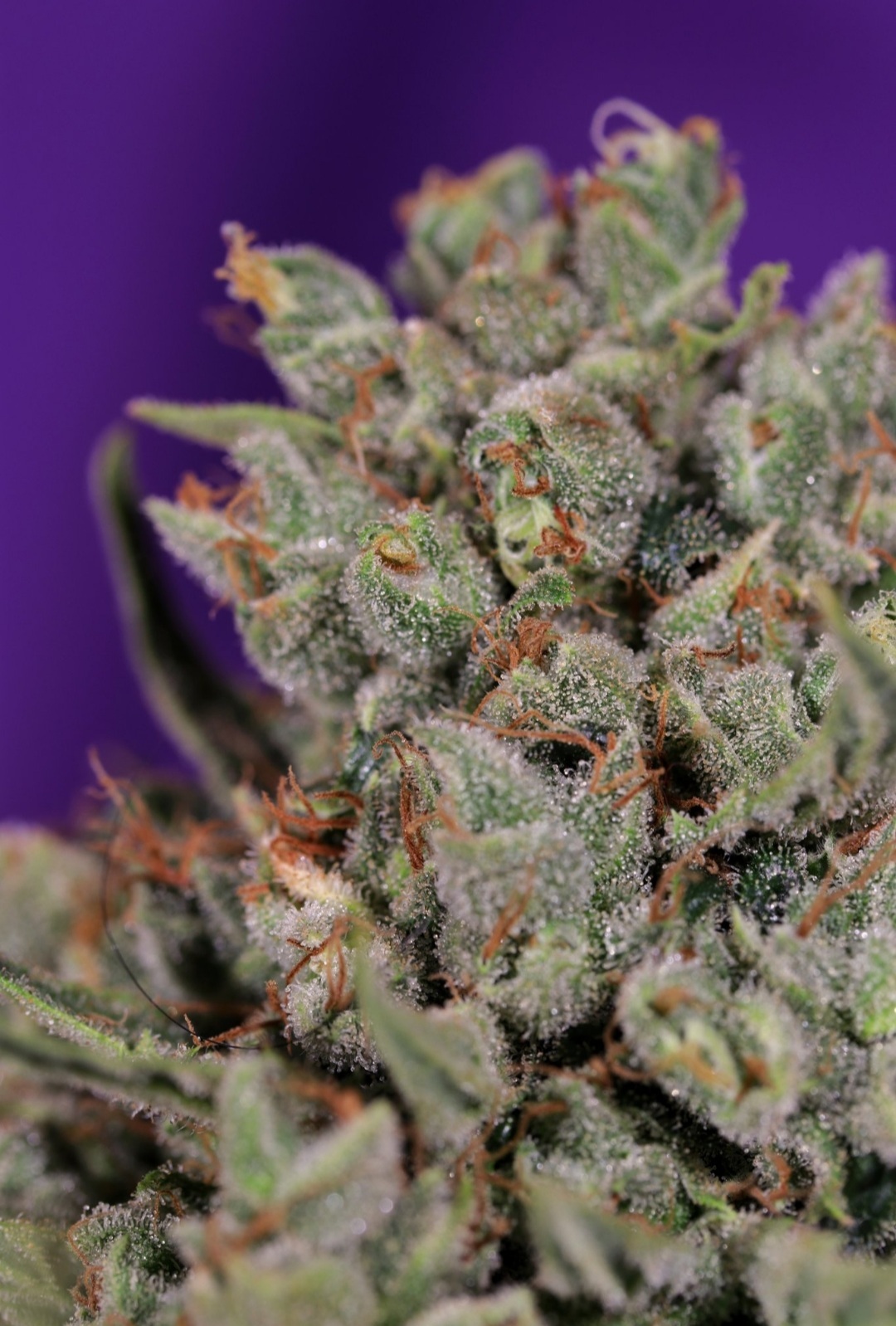 Kannabia Seeds - Colombian Jack (fem.)