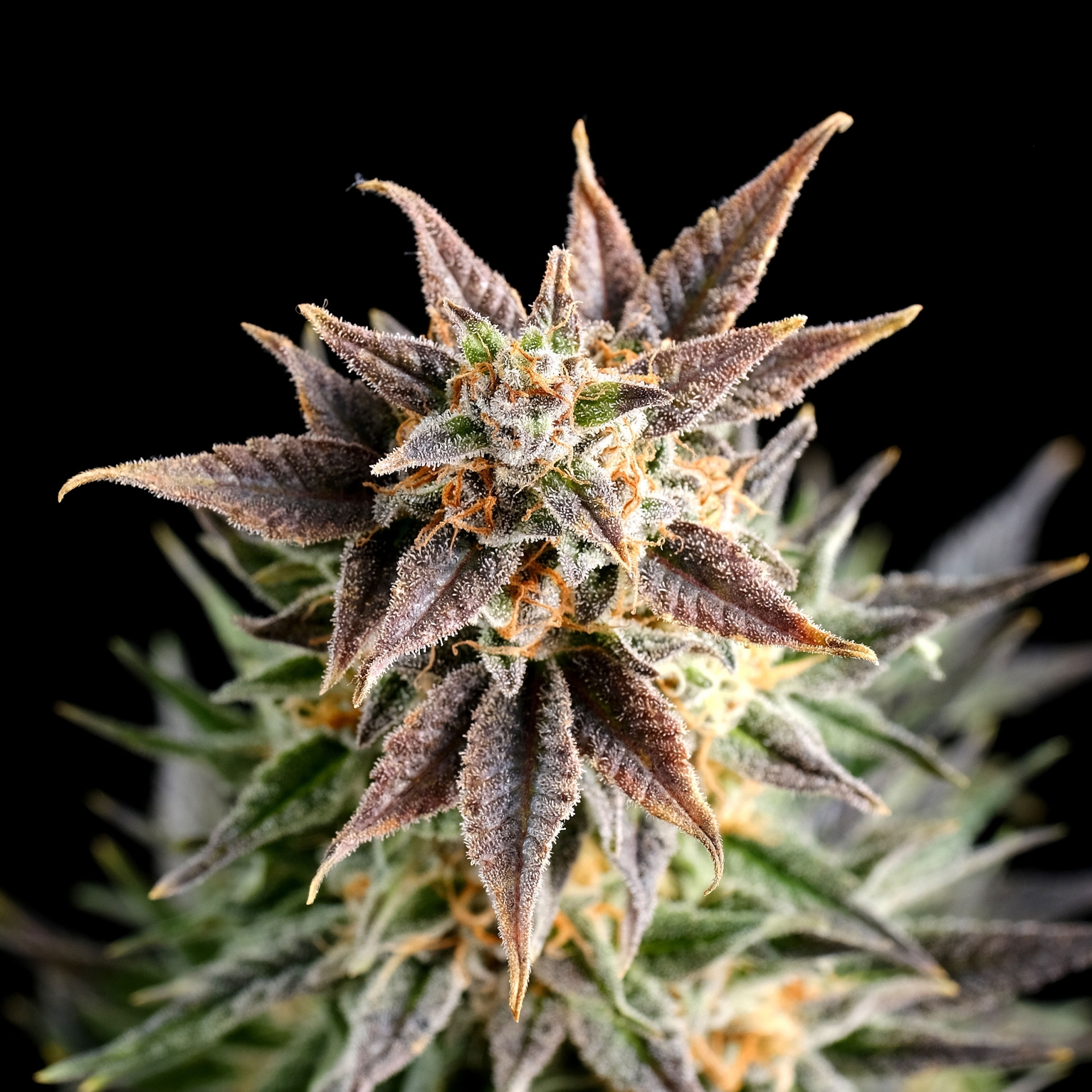 Kannabia Seeds - Big Band (fem.)