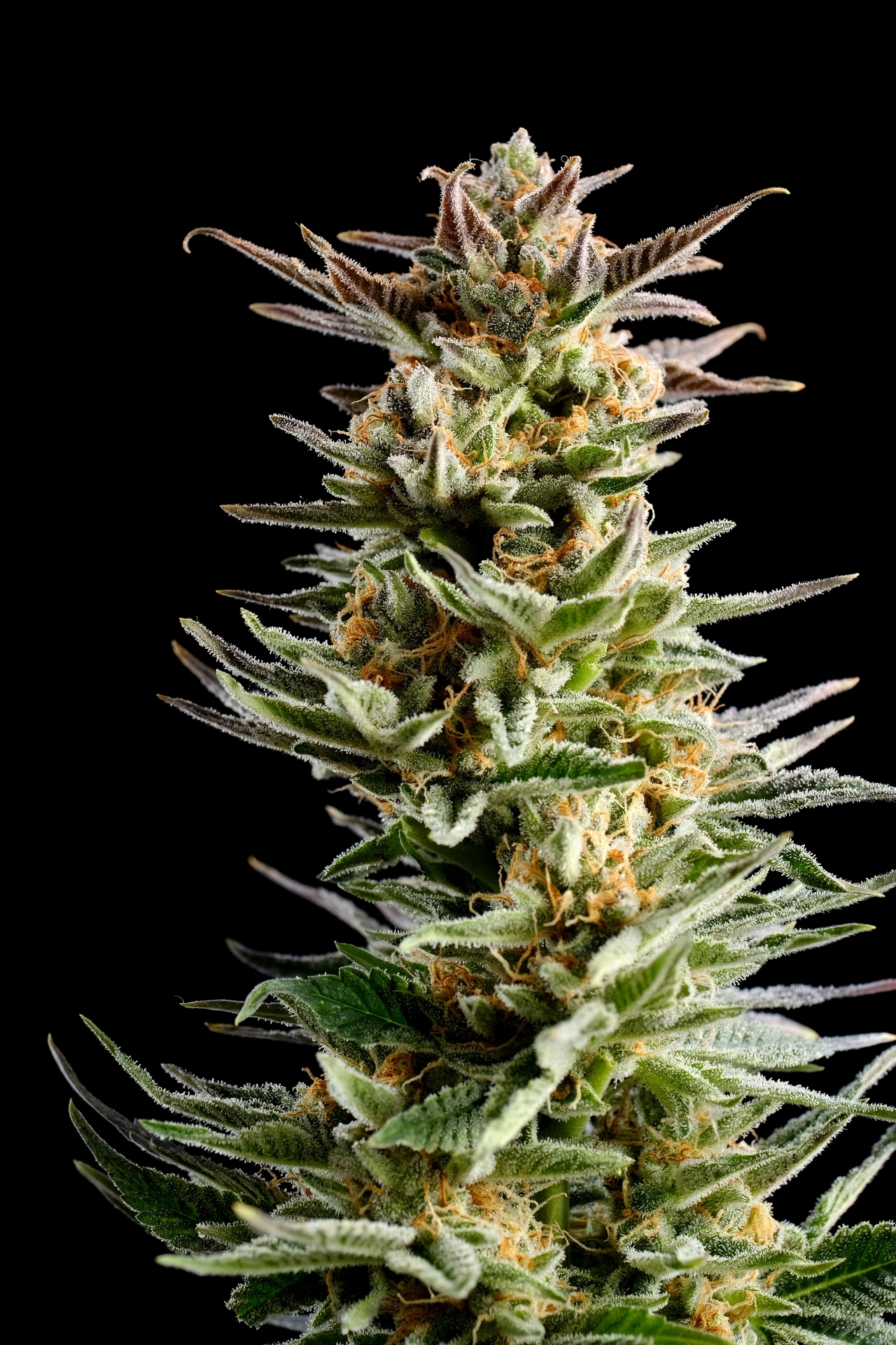 Kannabia Seeds - Big Band (fem.)