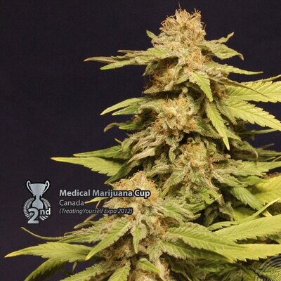 Kannabia Seeds - Big Bull aka Kannabia Special (fem.) 01558