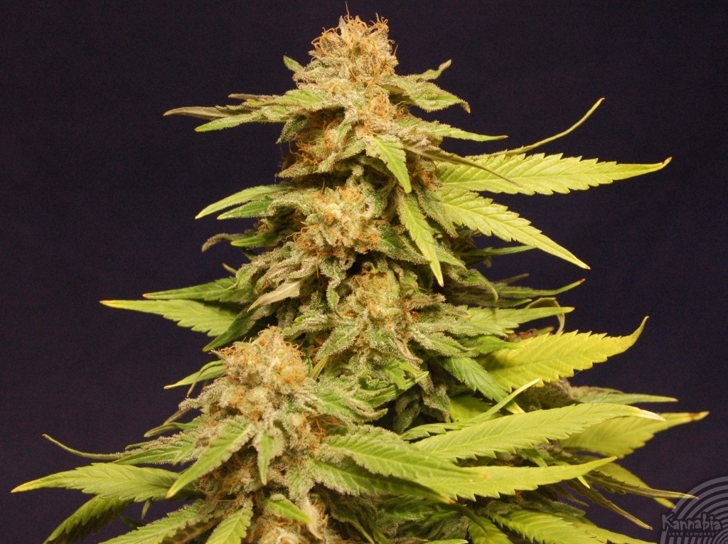 Kannabia Seeds - Big Bull aka Kannabia Special (fem.)