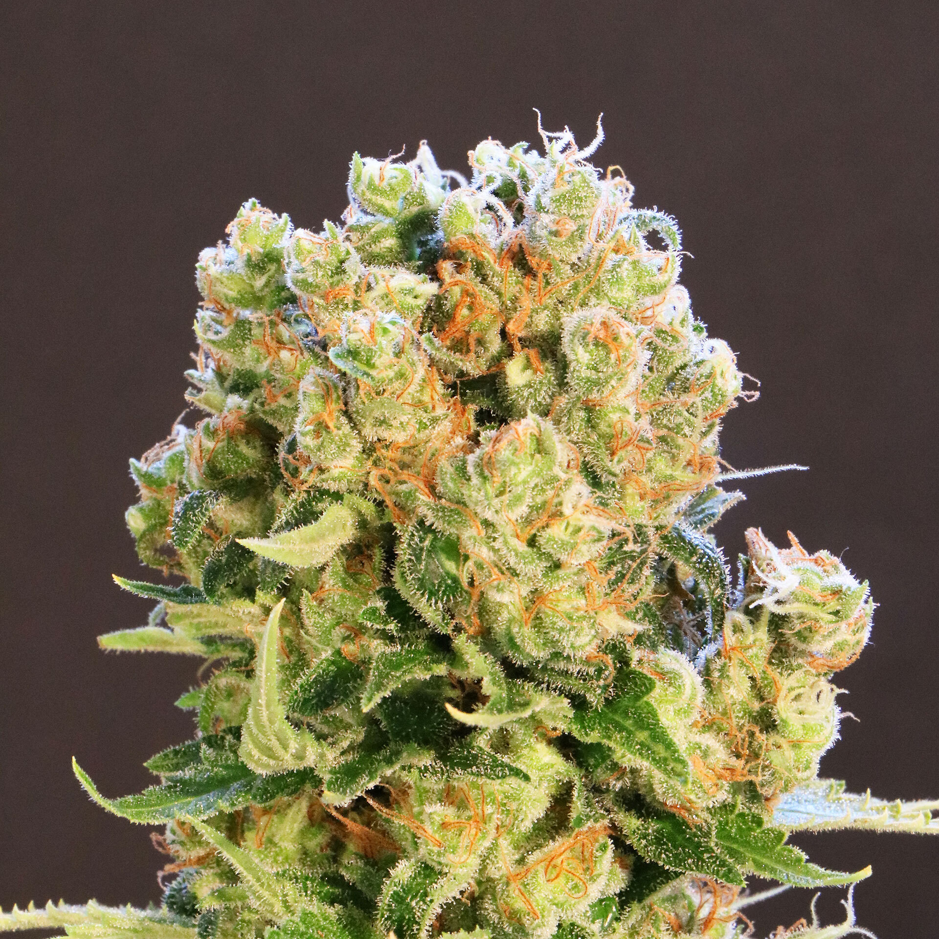 Kannabia Seeds - Diesel Glue aka BCN Diesel (fem.)