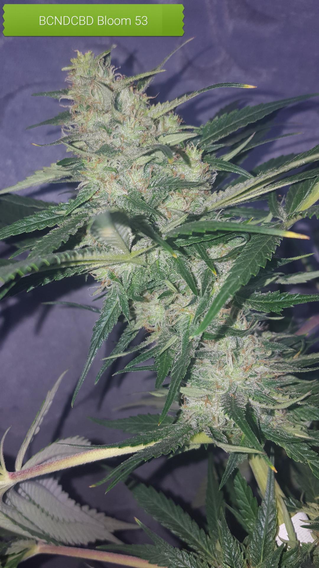 Kannabia Seeds - BCN Diesel CBD (fem.)