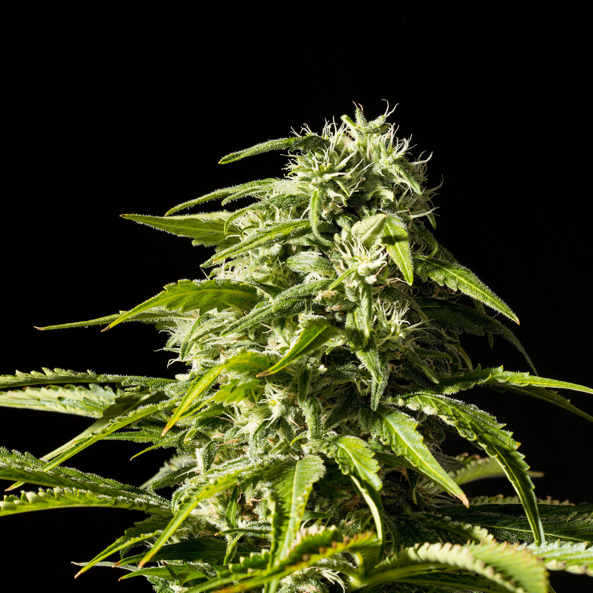 Kannabia Seeds - Big Bull aka Kannabia Special (fem.)