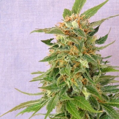 Kannabia Seeds - Ginger Punch Auto aka Hobbit Auto (auto/ fem.) 01579