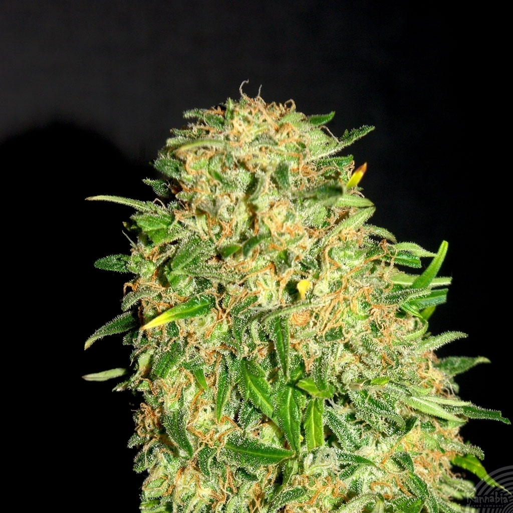 Kannabia Seeds - Gypsy Kush aka Faraona (fem.)