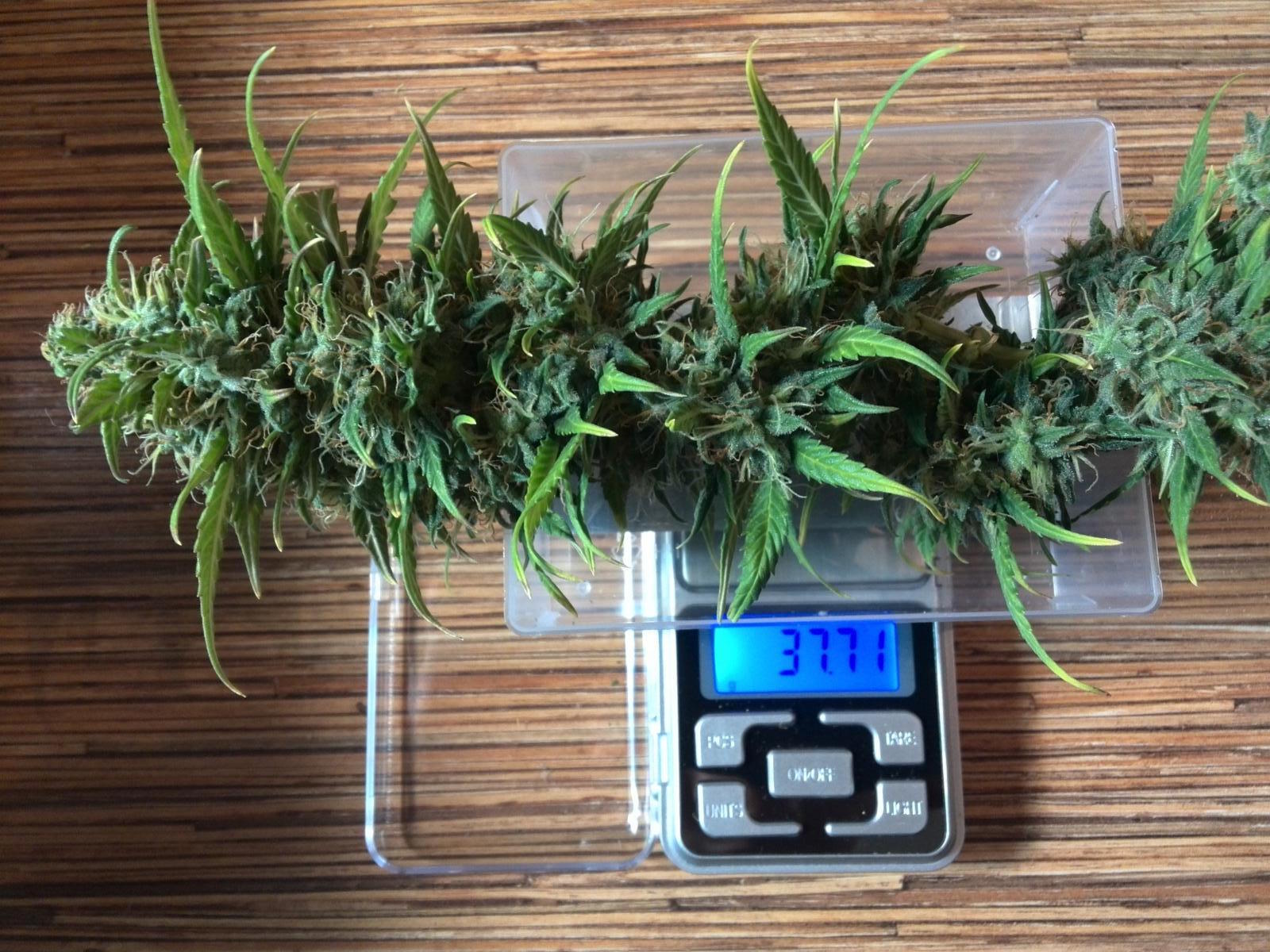 Kannabia Seeds - Kickass Auto aka B.Lee Auto (auto/fem.)
