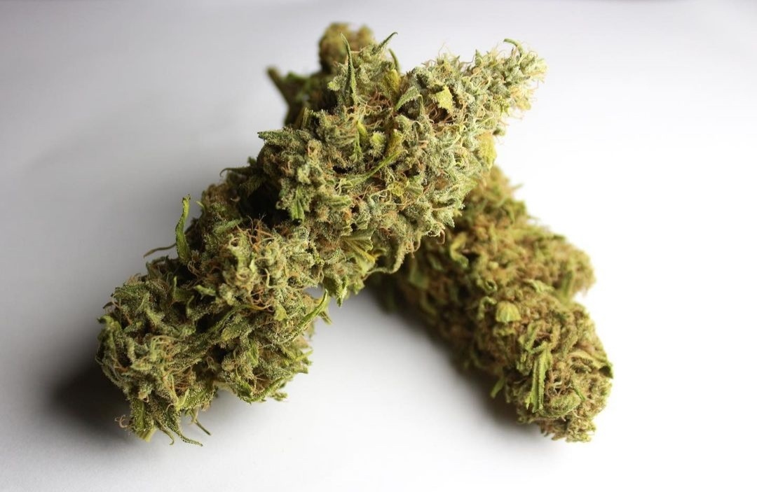 Kannabia Seeds - Kiss aka Queso (fem.)