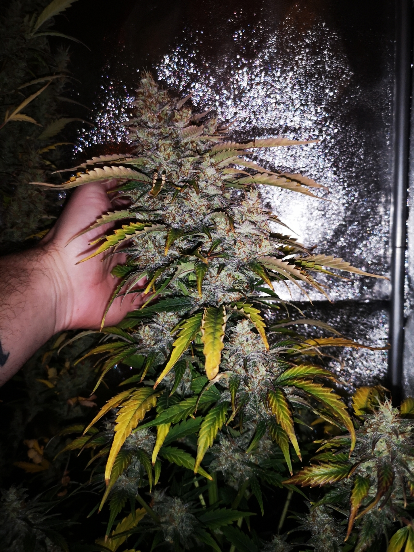 Kannabia Seeds - Lemon Haze Auto (auto/fem.)