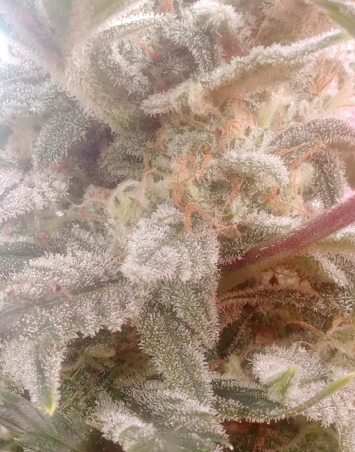 Kannabia Seeds - Ginger Punch Auto aka Hobbit Auto (auto/ fem.)