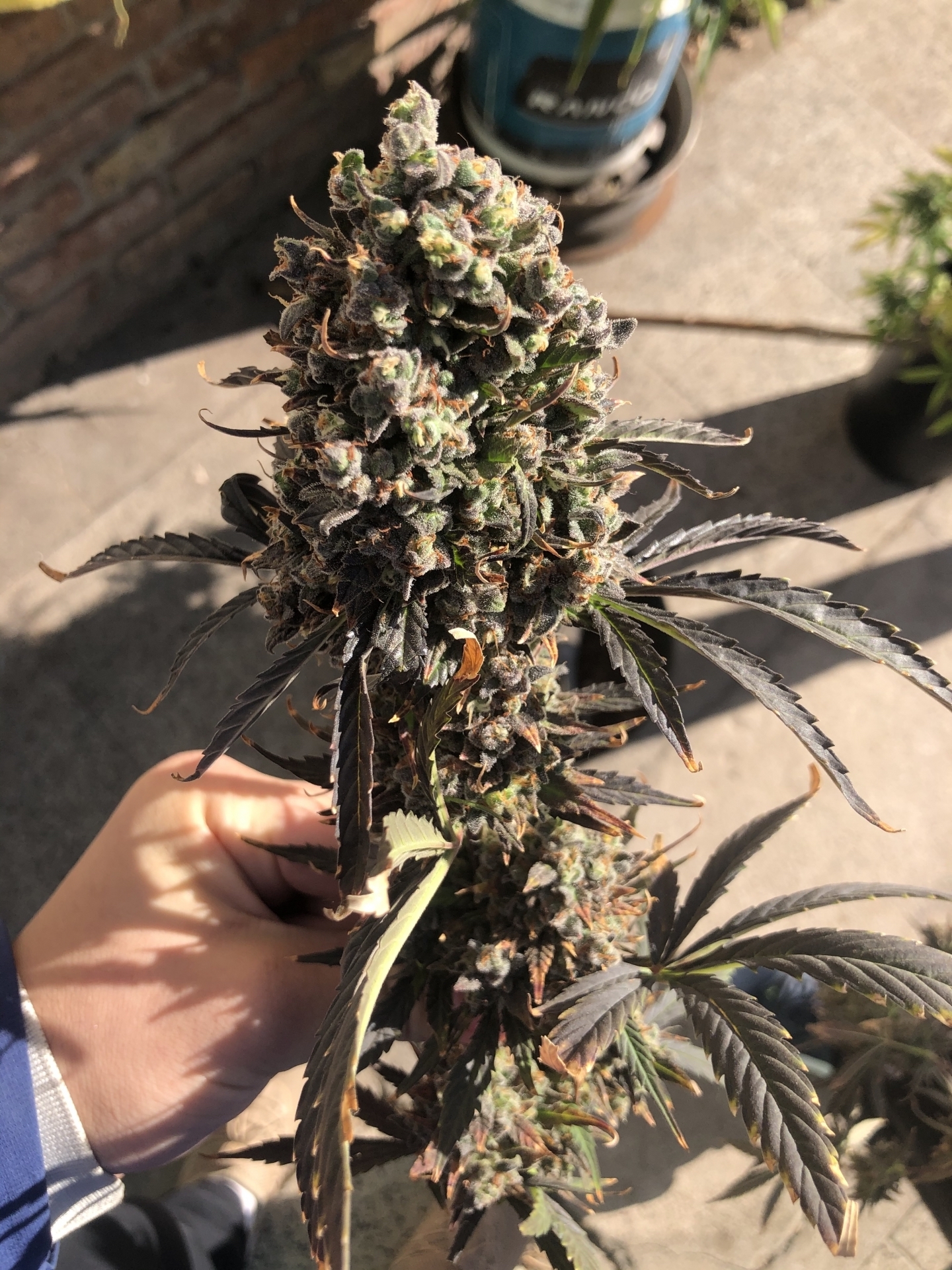 Kannabia Seeds - Ginger Punch Auto aka Hobbit Auto (auto/ fem.)