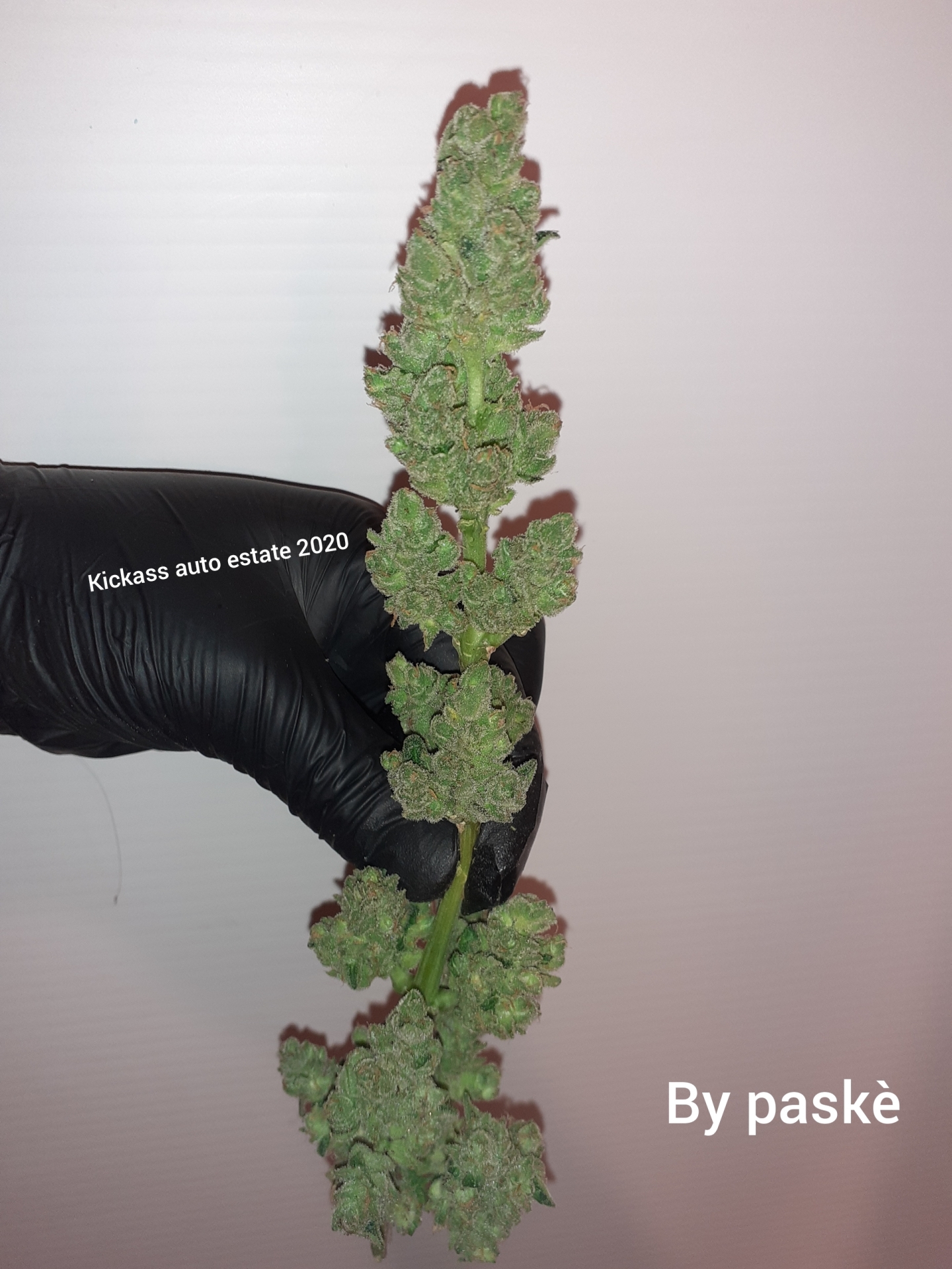 Kannabia Seeds - Kickass Auto aka B.Lee Auto (auto/fem.)