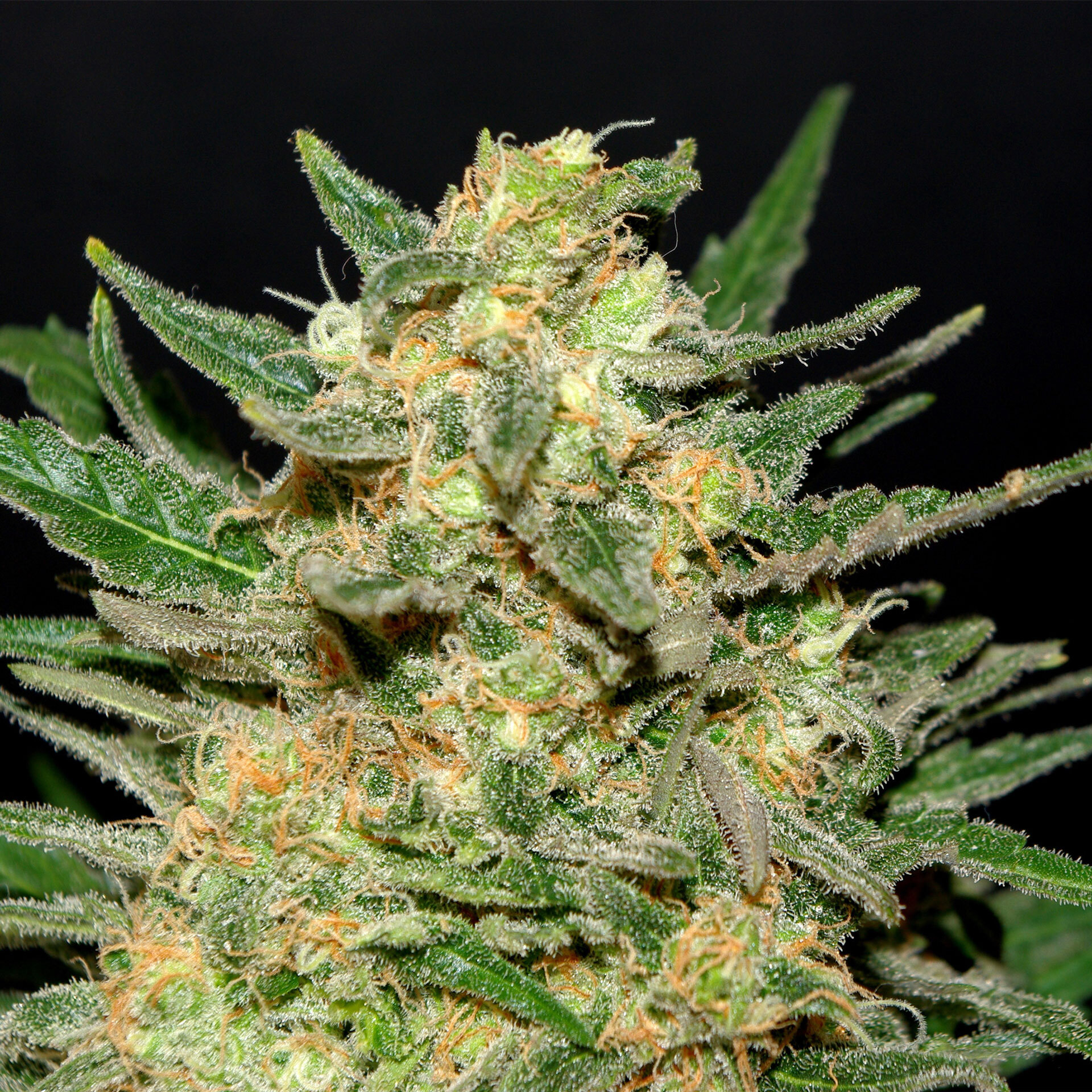 Kannabia Seeds - Thai Fantasy (fem.)